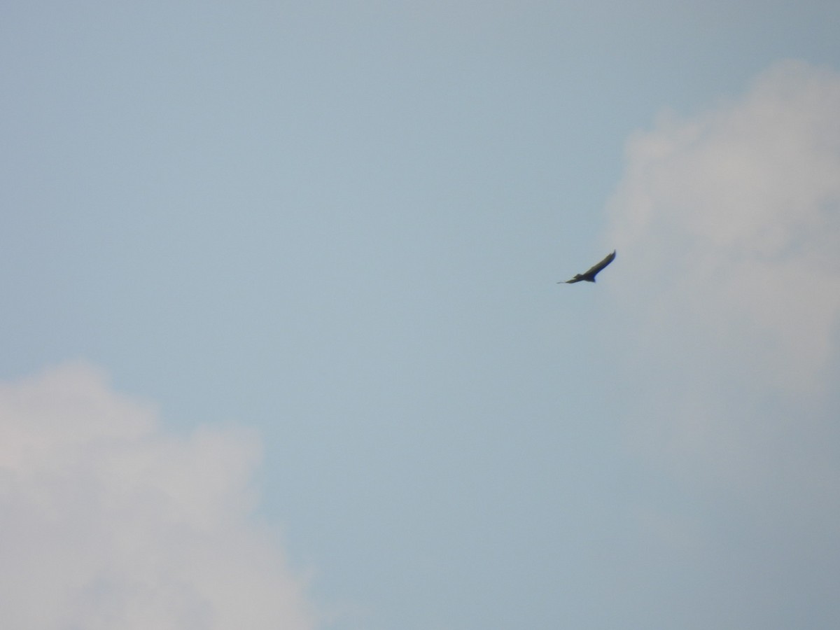 Turkey Vulture - ML638655282