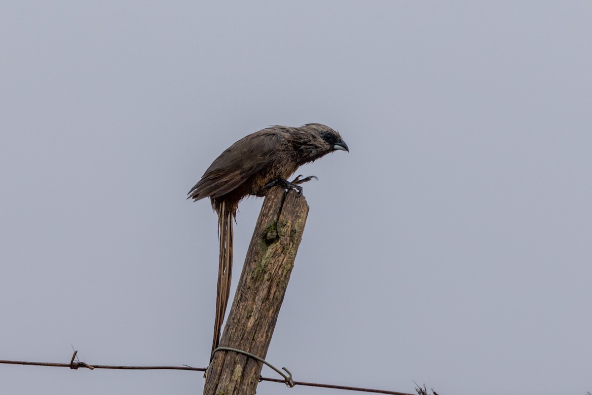 Speckled Mousebird - ML638655313