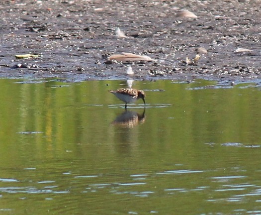 tanımsız küçük kumkuşu (Calidris sp.) - ML638655362