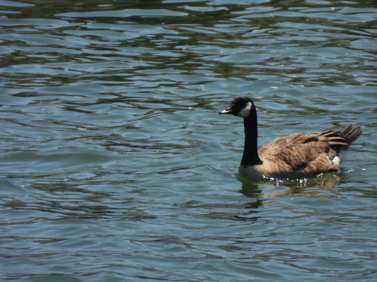 Canada Goose - ML638655385