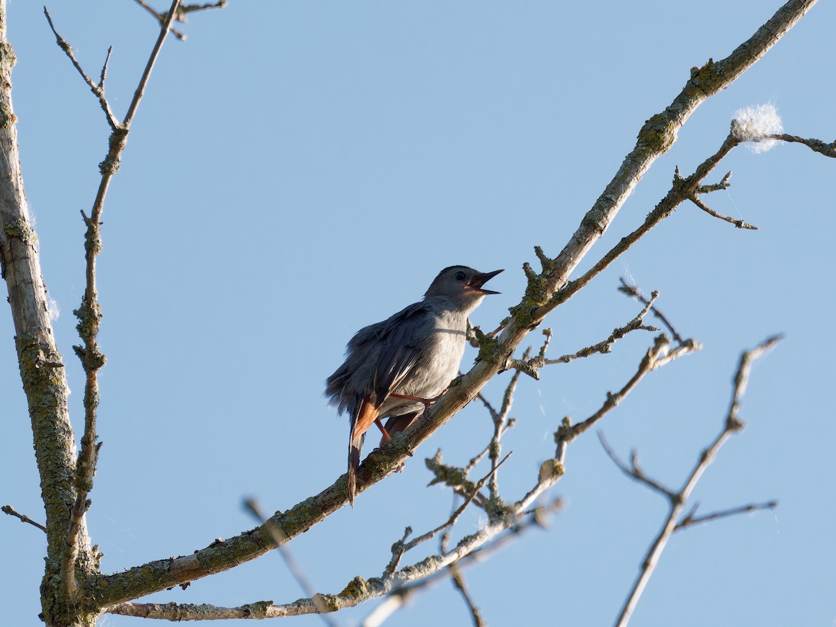 Gray Catbird - ML638655386