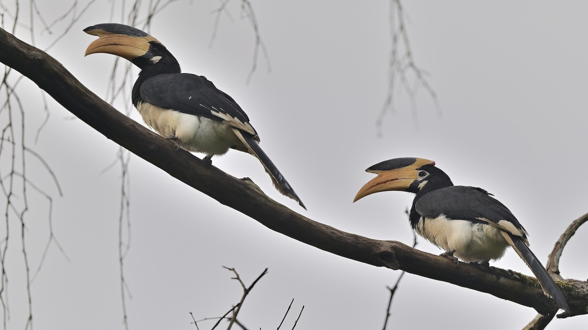 Malabar Pied-Hornbill - ML638655387