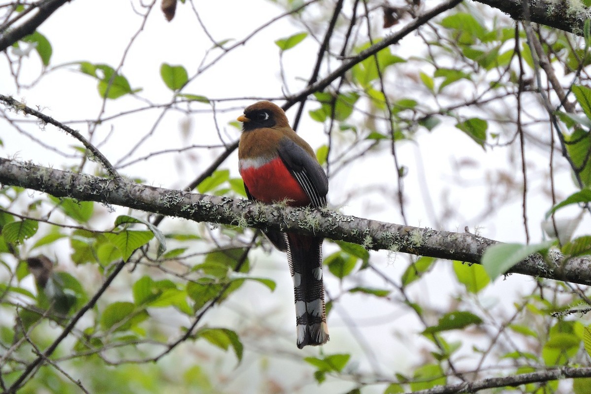 Masked Trogon - ML638655389