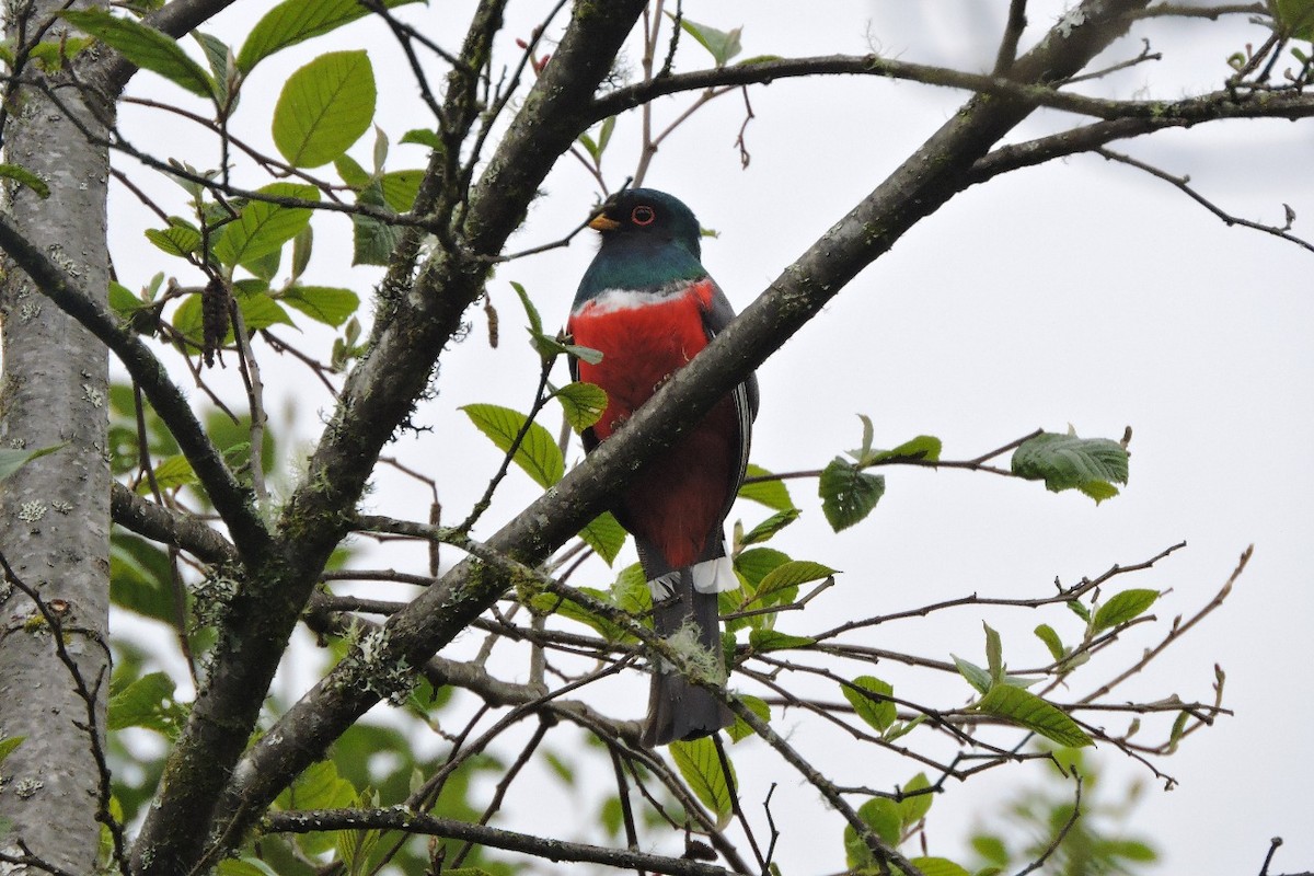 Masked Trogon - ML638655390