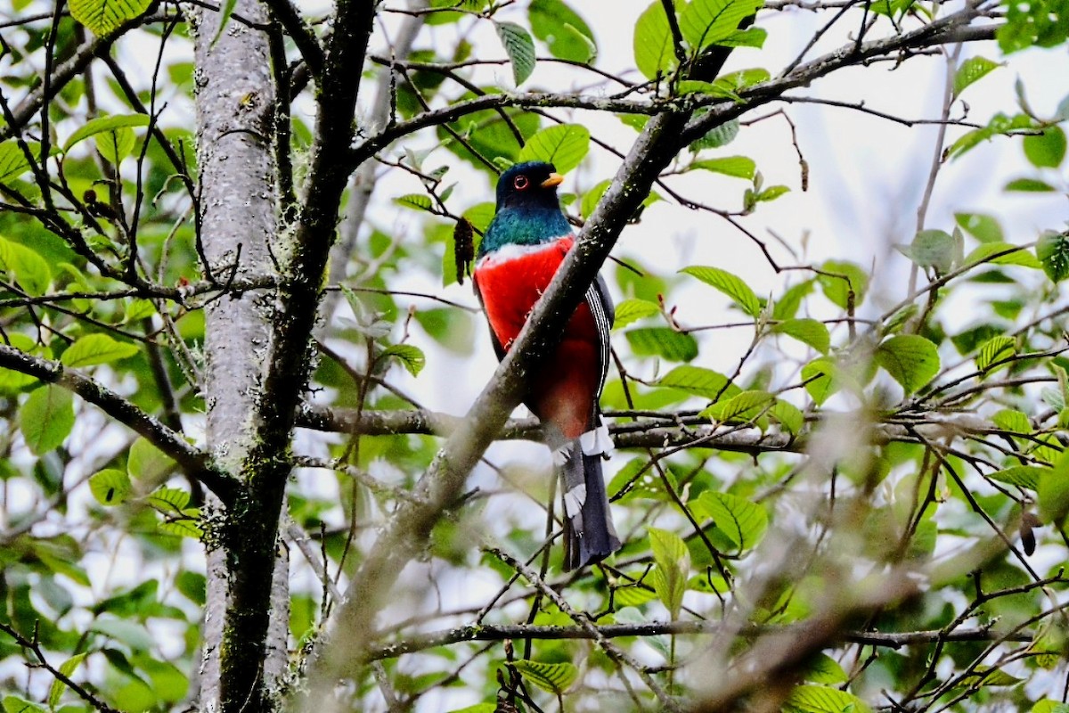 Masked Trogon - ML638655391
