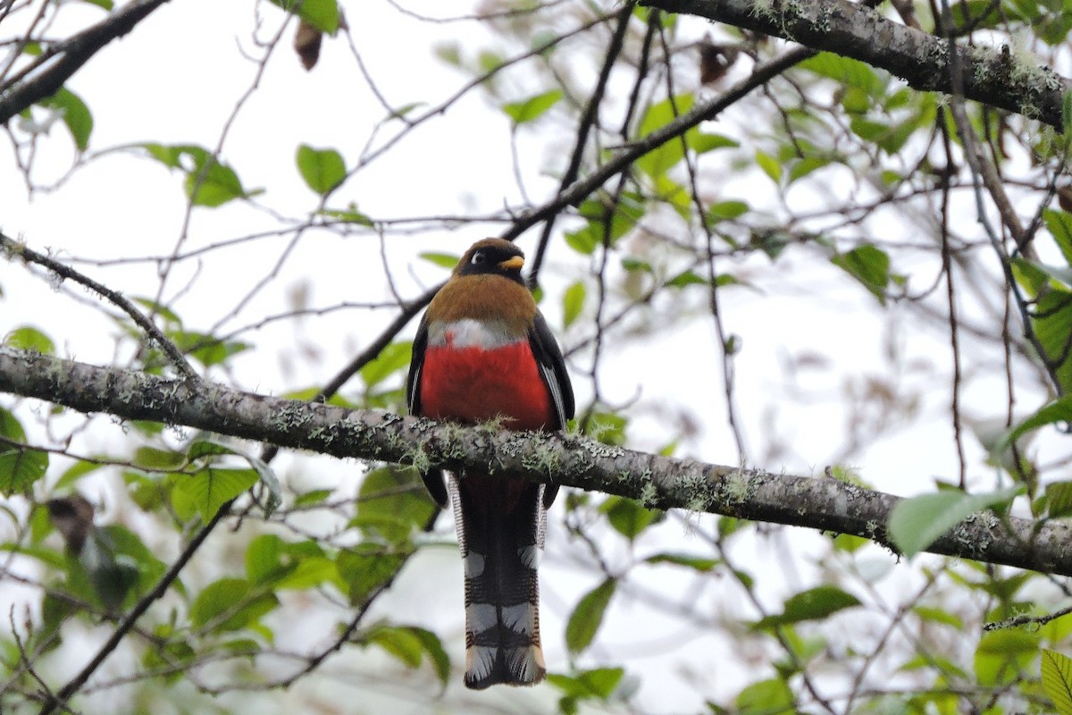 Masked Trogon - ML638655394