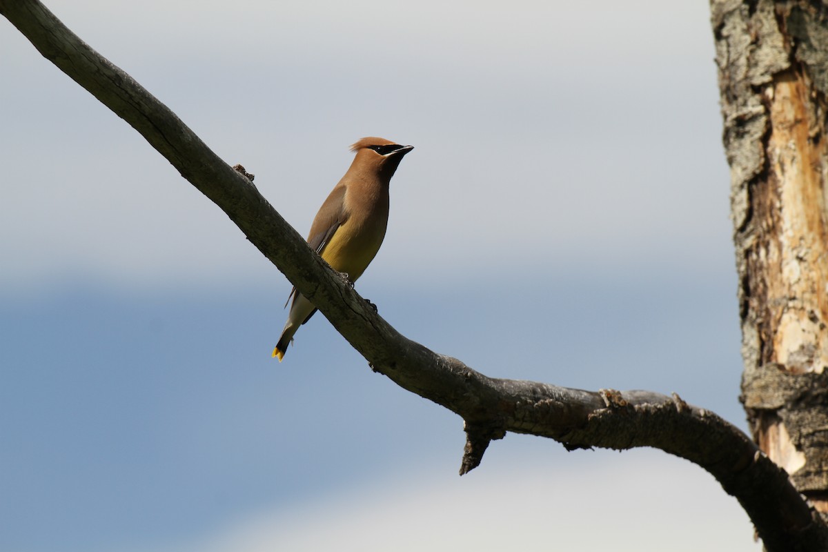 Cedar Waxwing - ML638655484