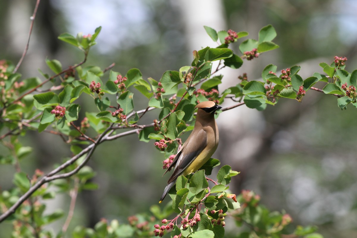 Cedar Waxwing - ML638655485