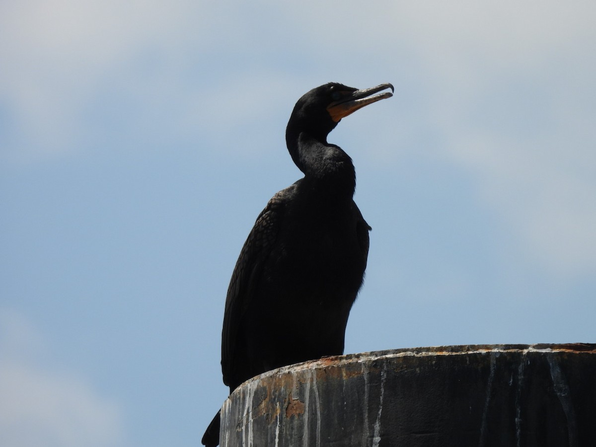 Double-crested Cormorant - ML638655487