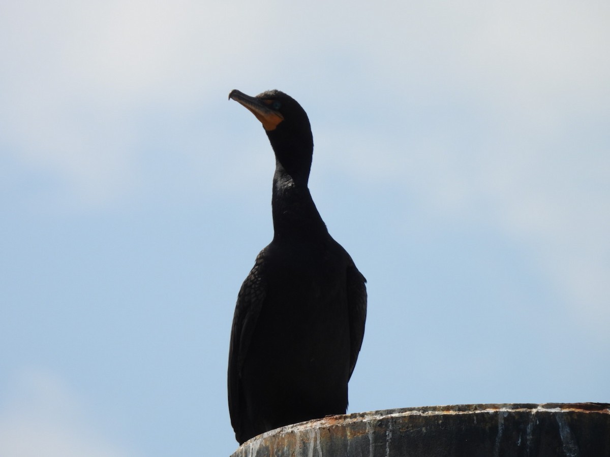 Double-crested Cormorant - ML638655488
