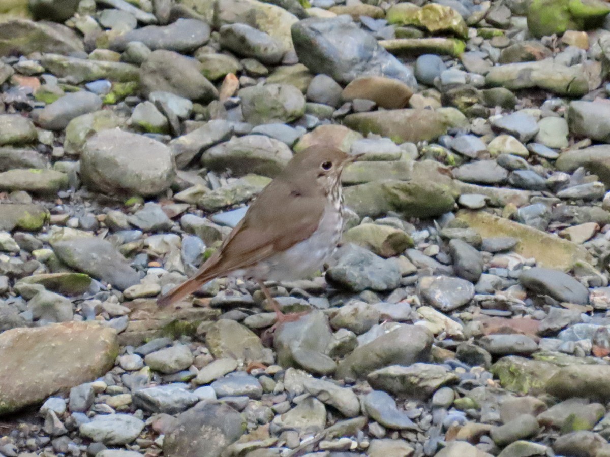 Hermit Thrush - ML638655493