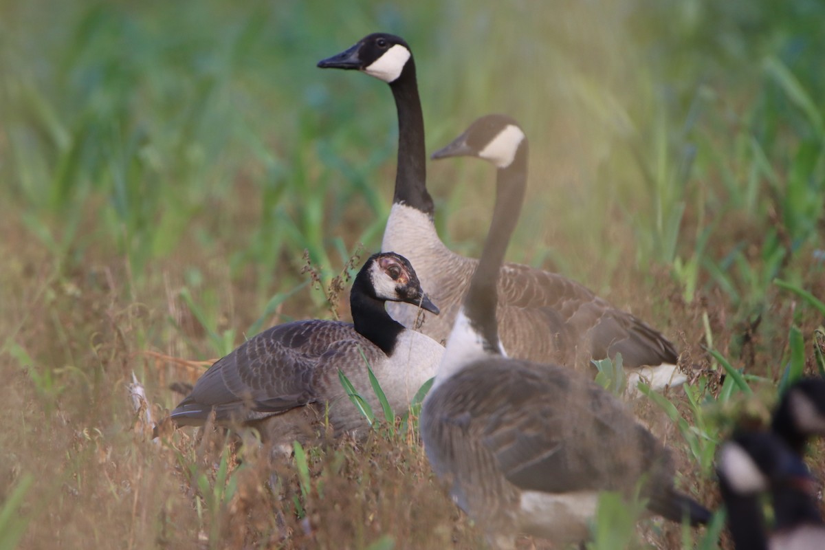 Canada Goose - ML638655495