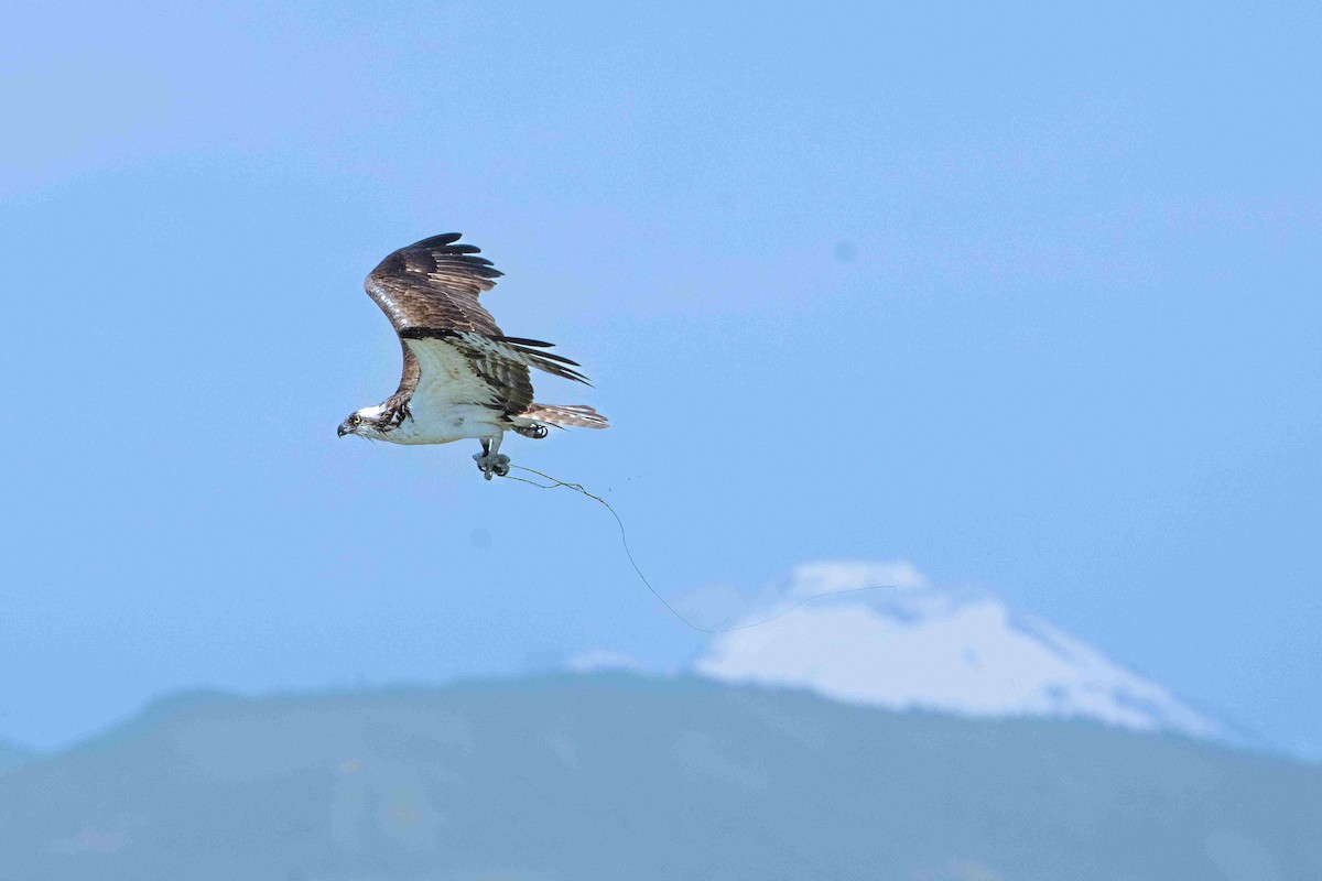 Osprey - ML638655526