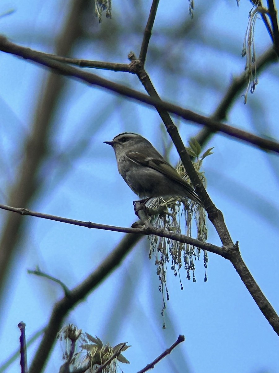 Golden-crowned Kinglet - ML638655577