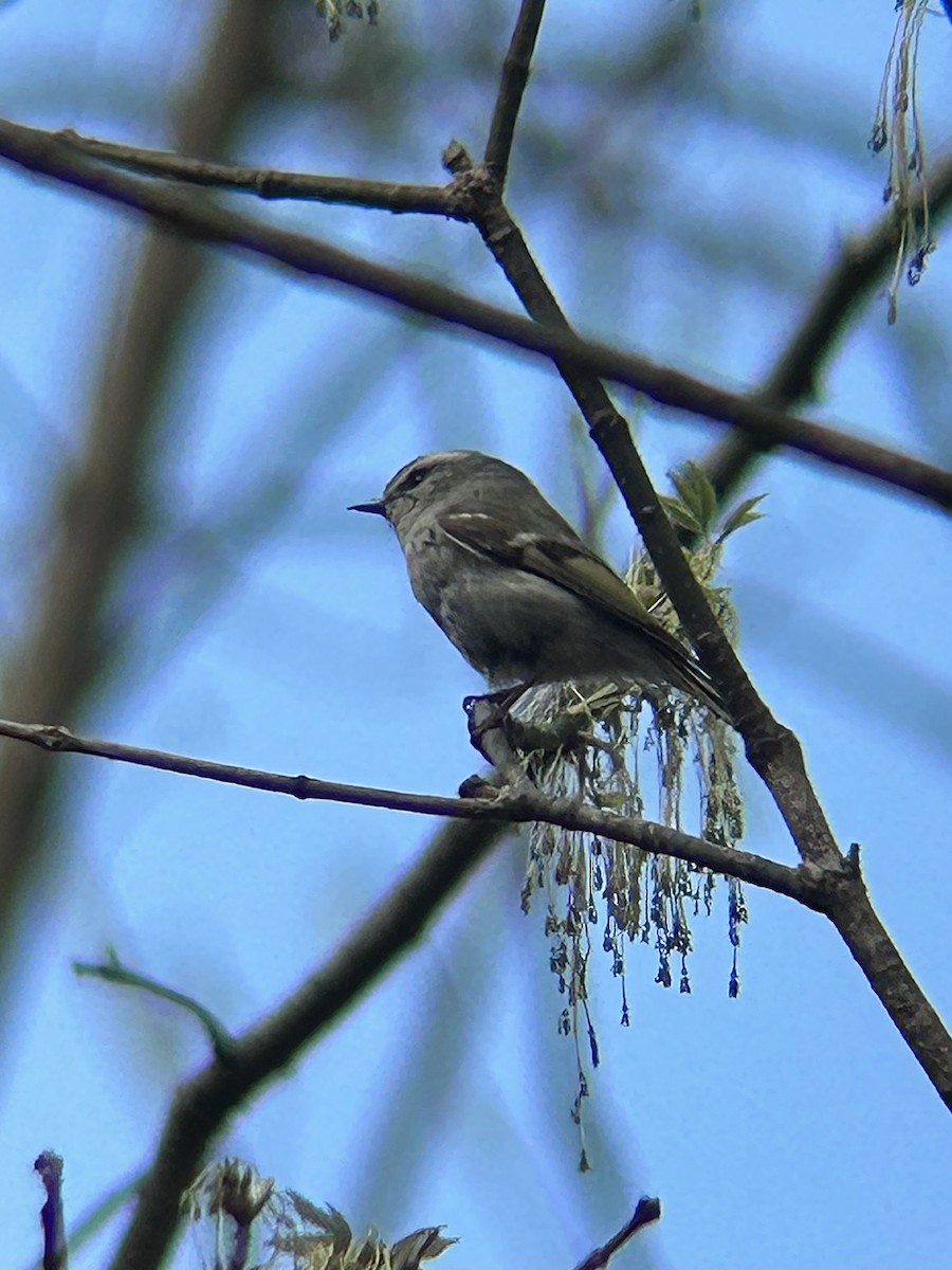 Golden-crowned Kinglet - ML638655578