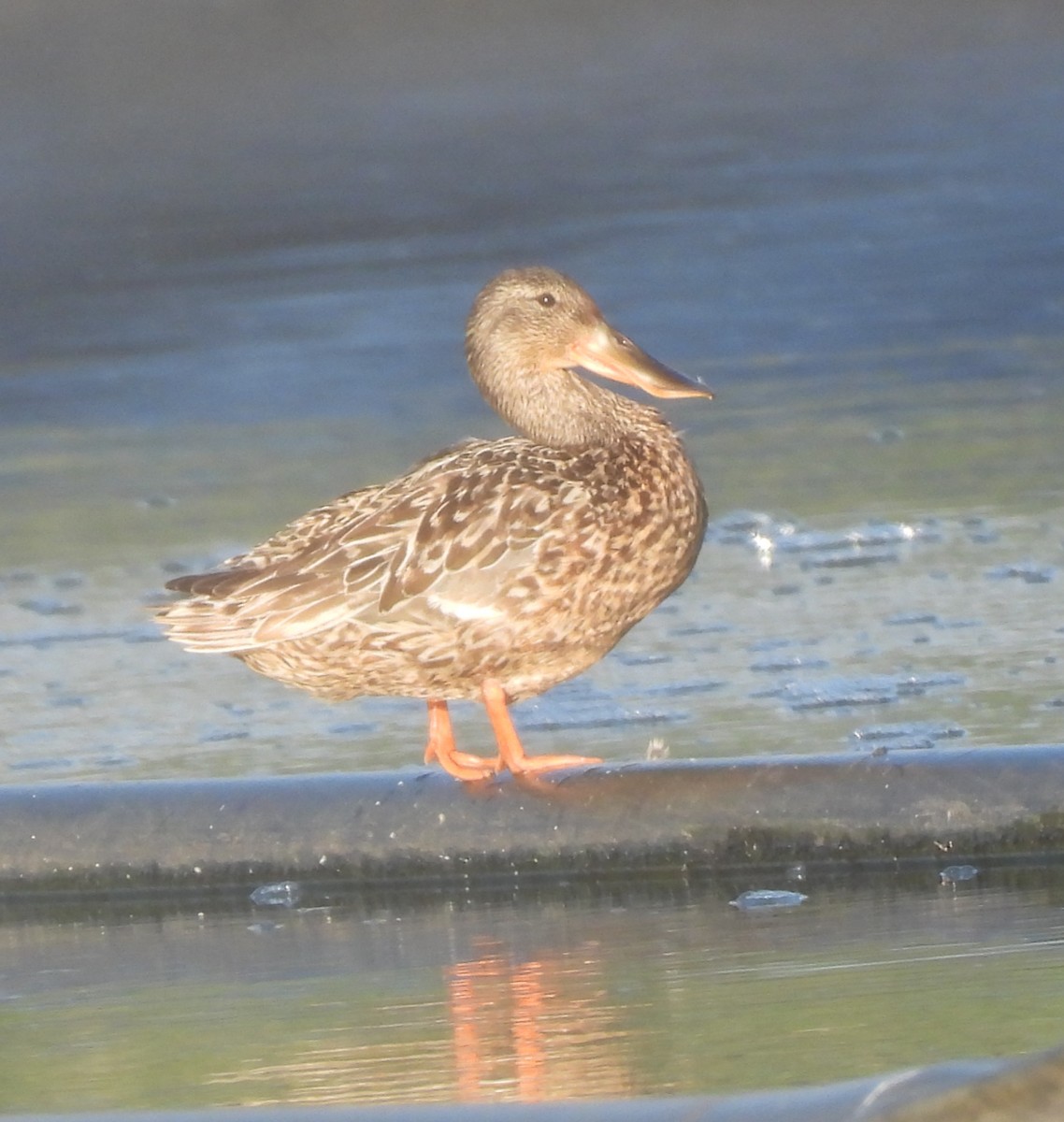 Northern Shoveler - ML638655593