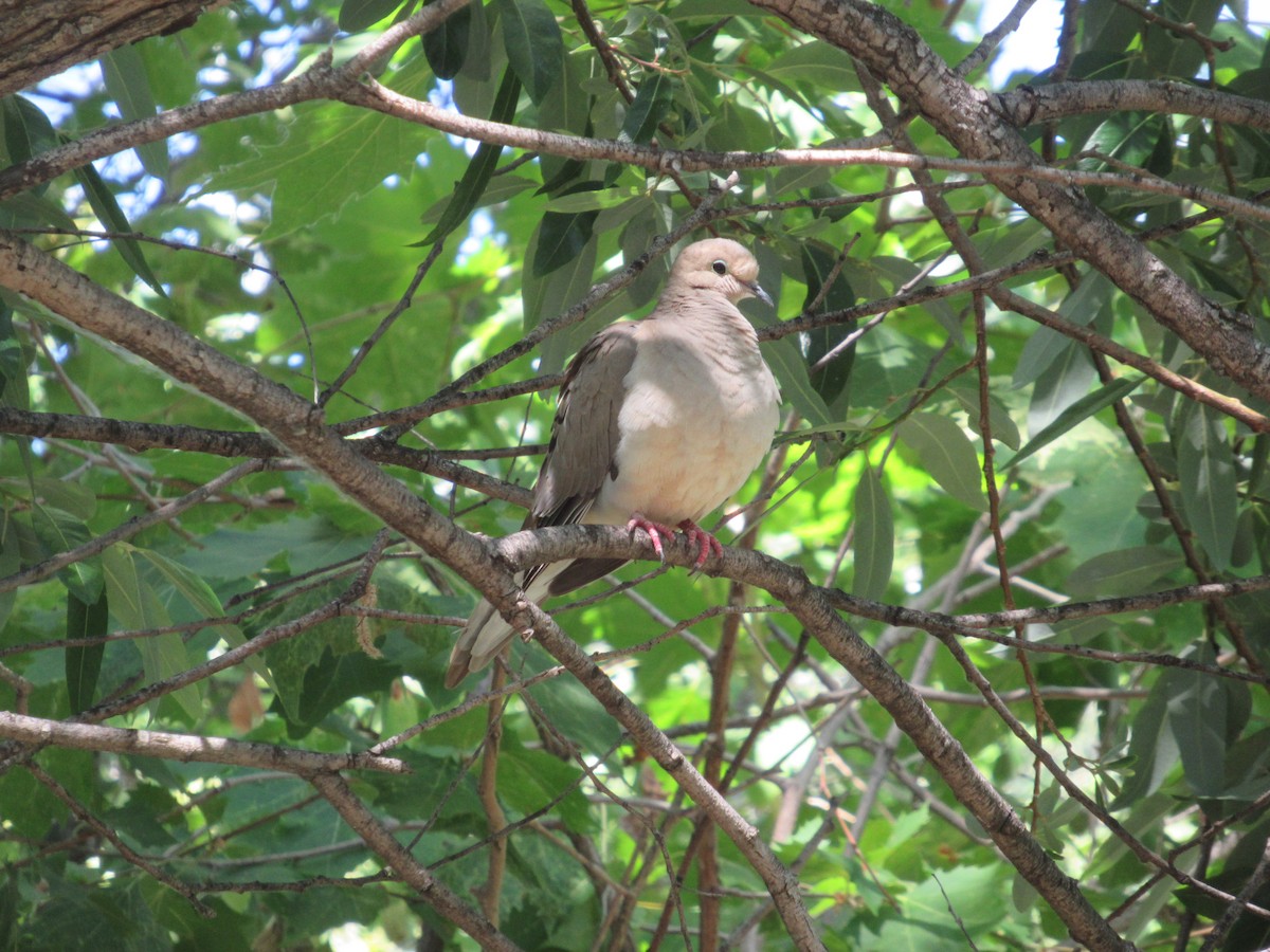 Mourning Dove - ML638655626