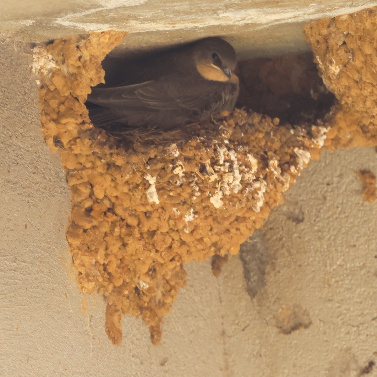 Barn Swallow - ML638655652