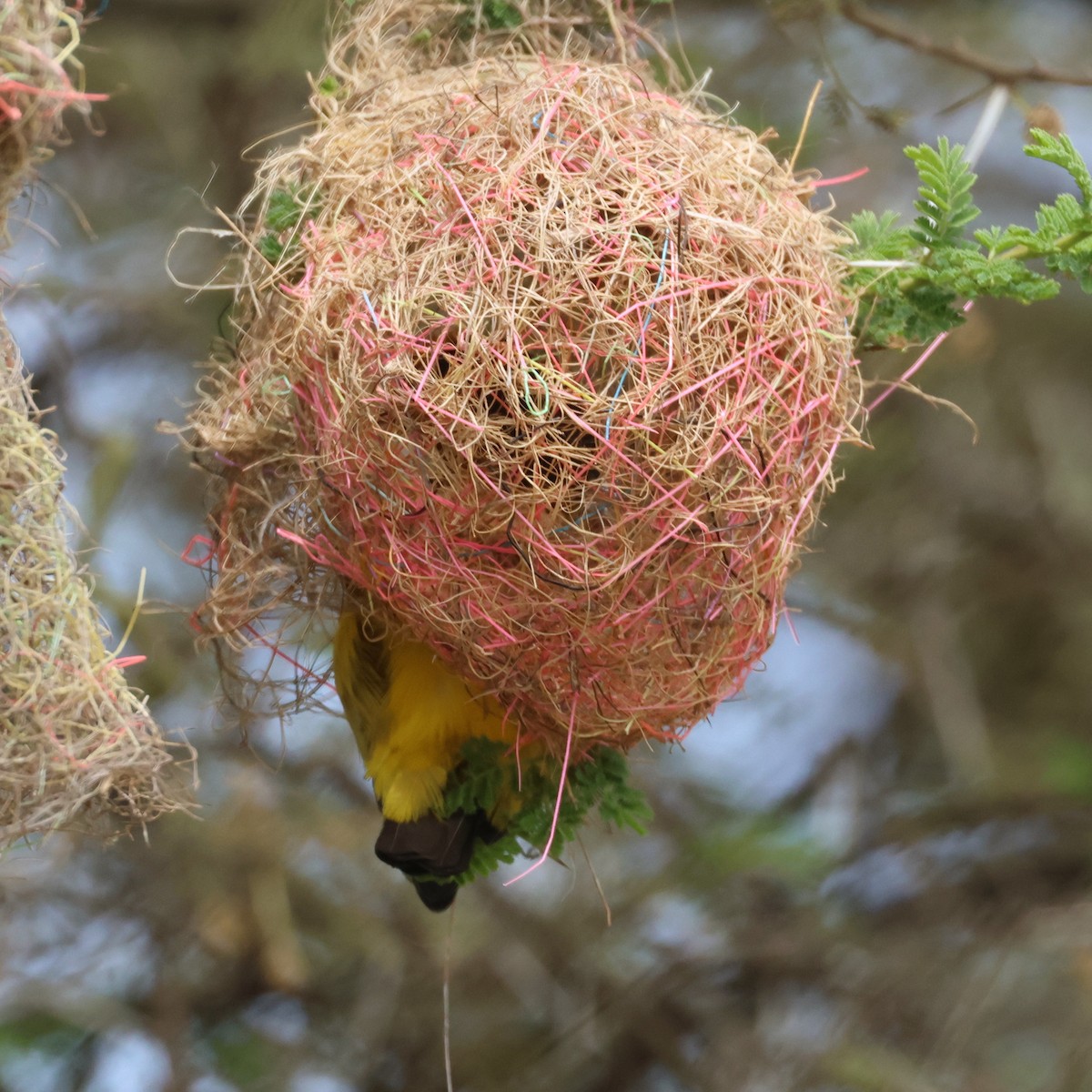 Lesser Masked-Weaver - ML638655676
