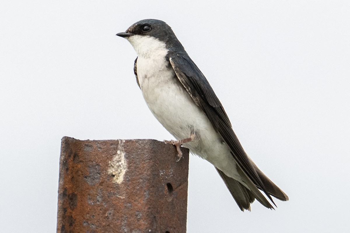 Tree Swallow - ML638655693