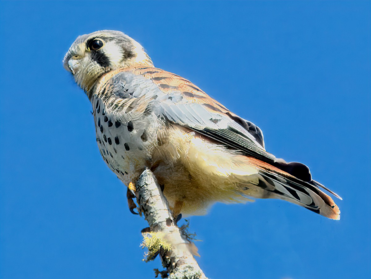 American Kestrel - ML638655701
