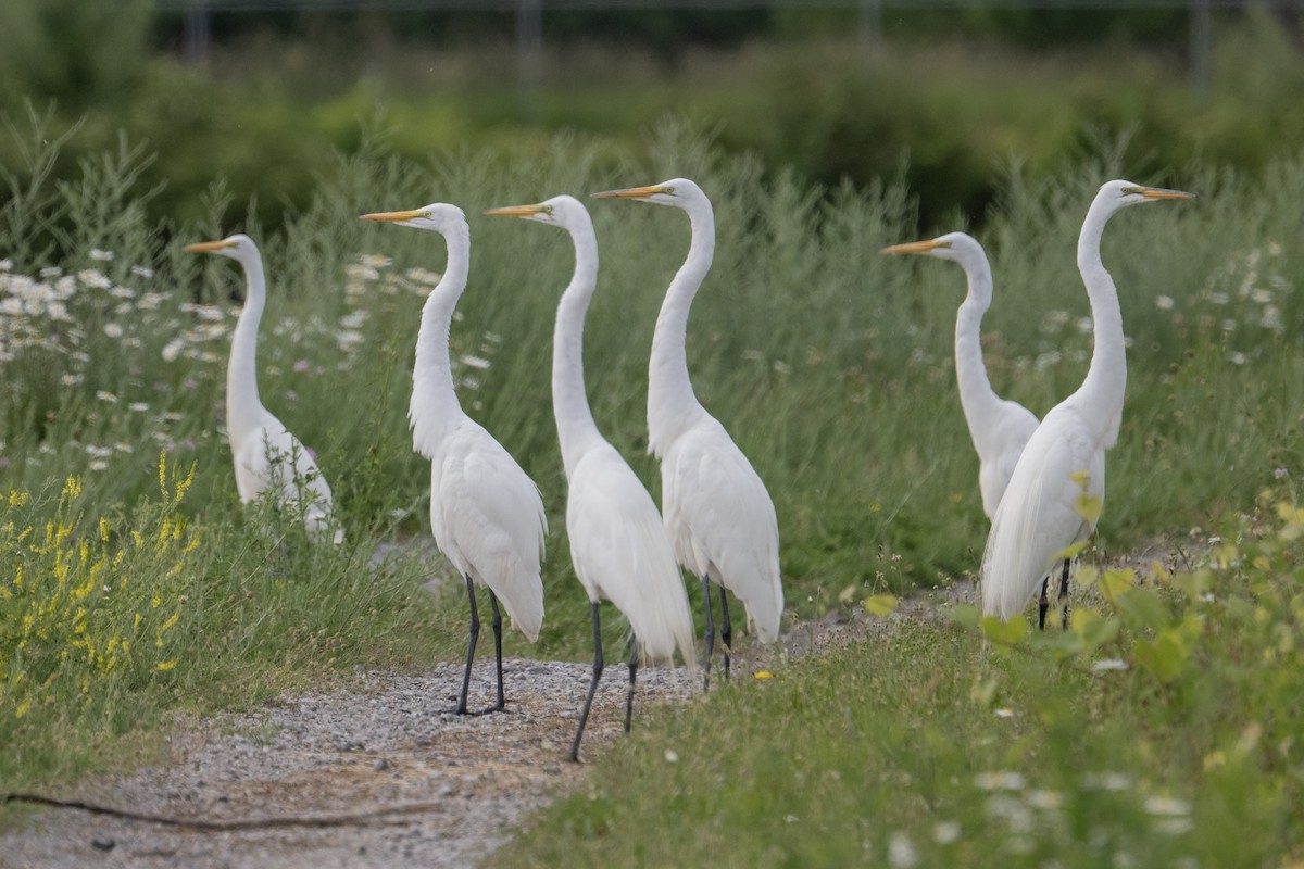 Great Egret - ML638655708