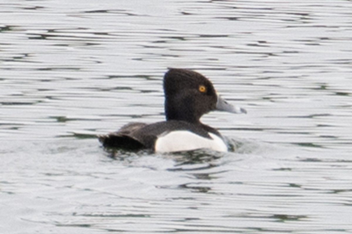 Ring-necked Duck - ML638655716