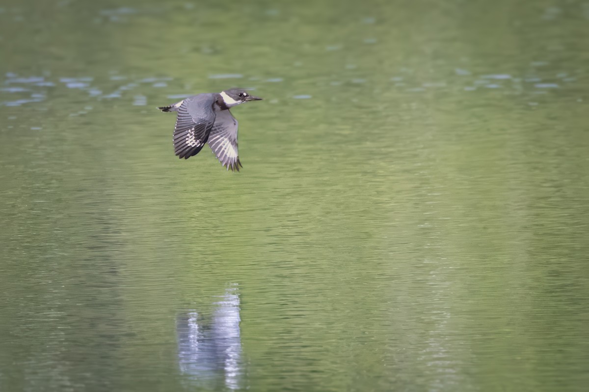 Belted Kingfisher - ML638655725