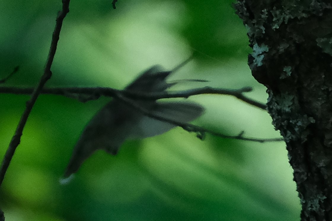 Ruby-throated Hummingbird - ML638655736