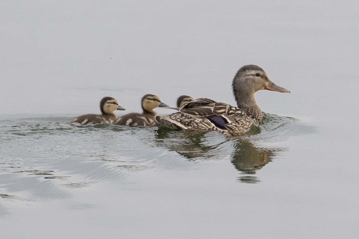 Mallard - ML638655737