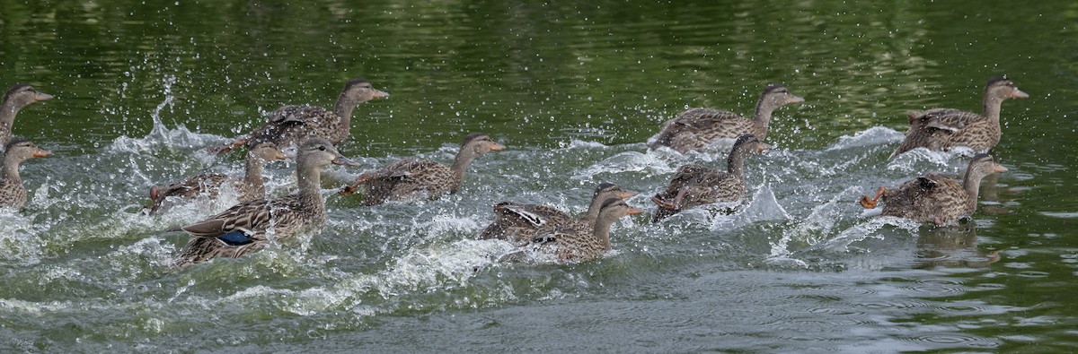 Mallard - ML638655752