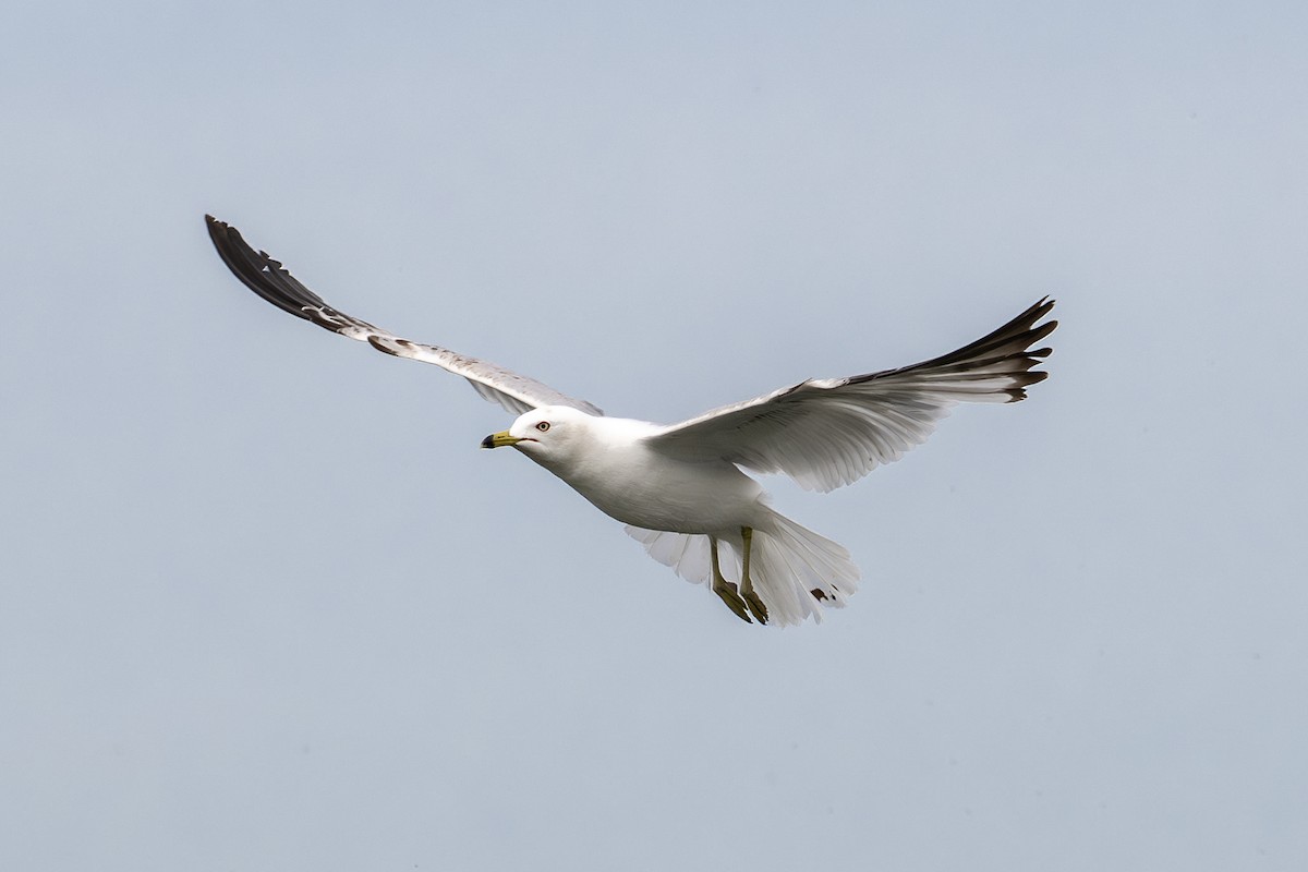 Ring-billed Gull - ML638655755