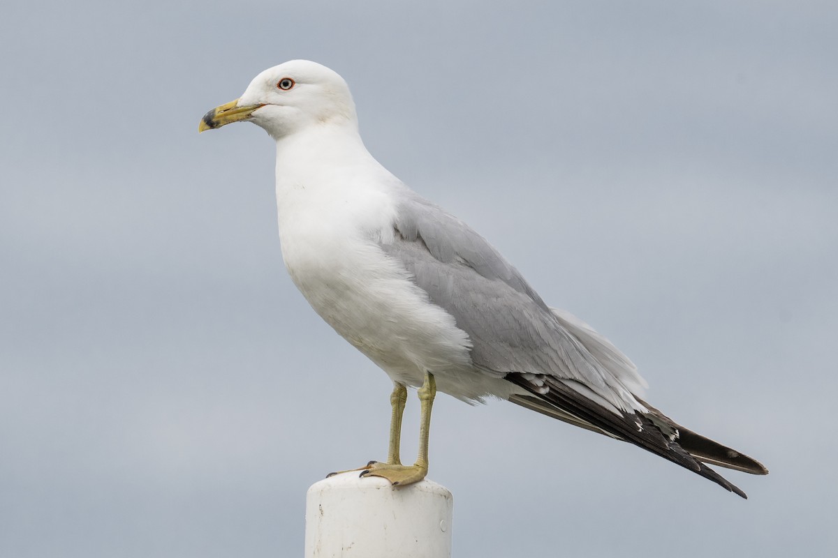 Ring-billed Gull - ML638655756
