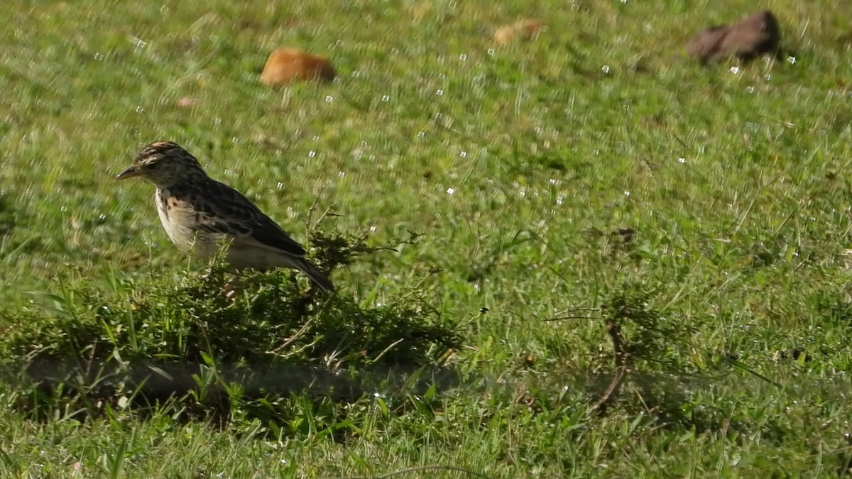 Rufous-naped Lark - ML638655760