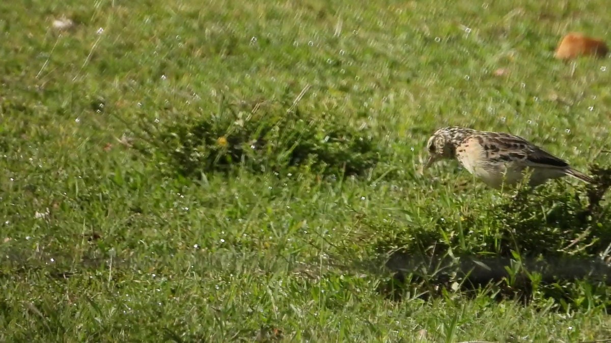 Rufous-naped Lark - ML638655761