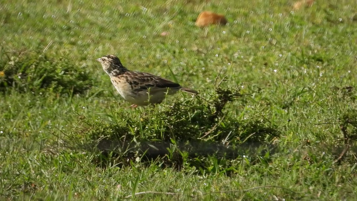 Rufous-naped Lark - ML638655762