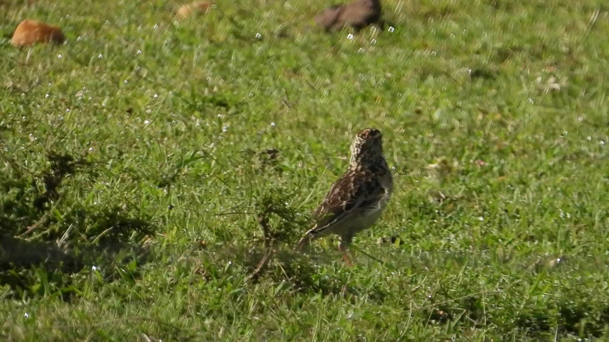 Rufous-naped Lark - ML638655763