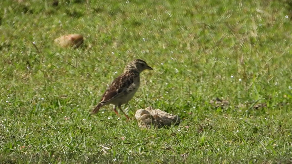 Rufous-naped Lark - ML638655764