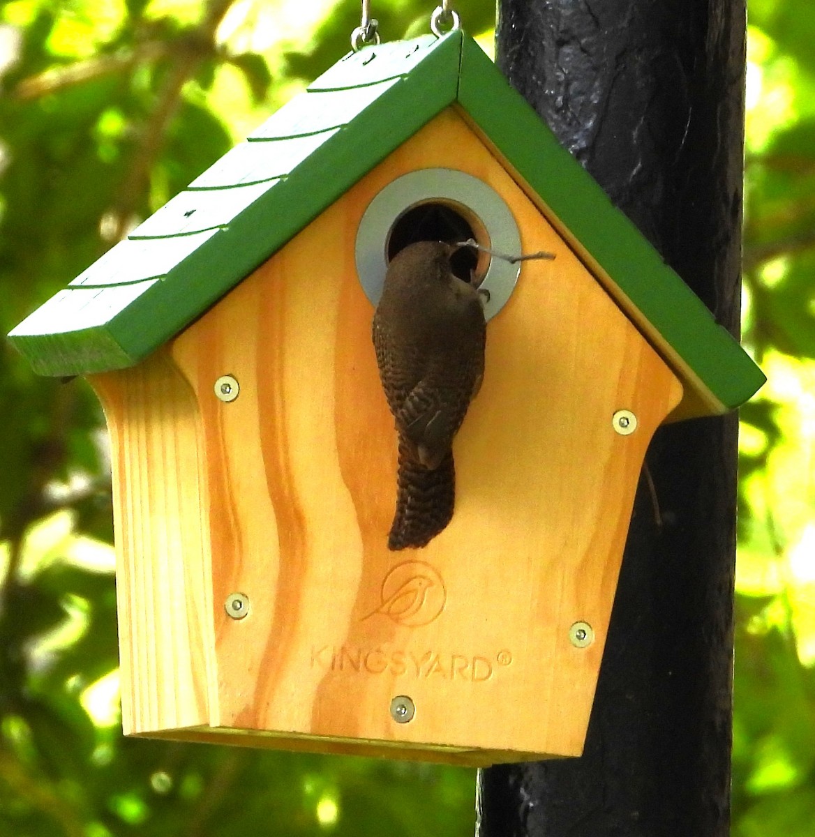 Northern House Wren - ML638655769