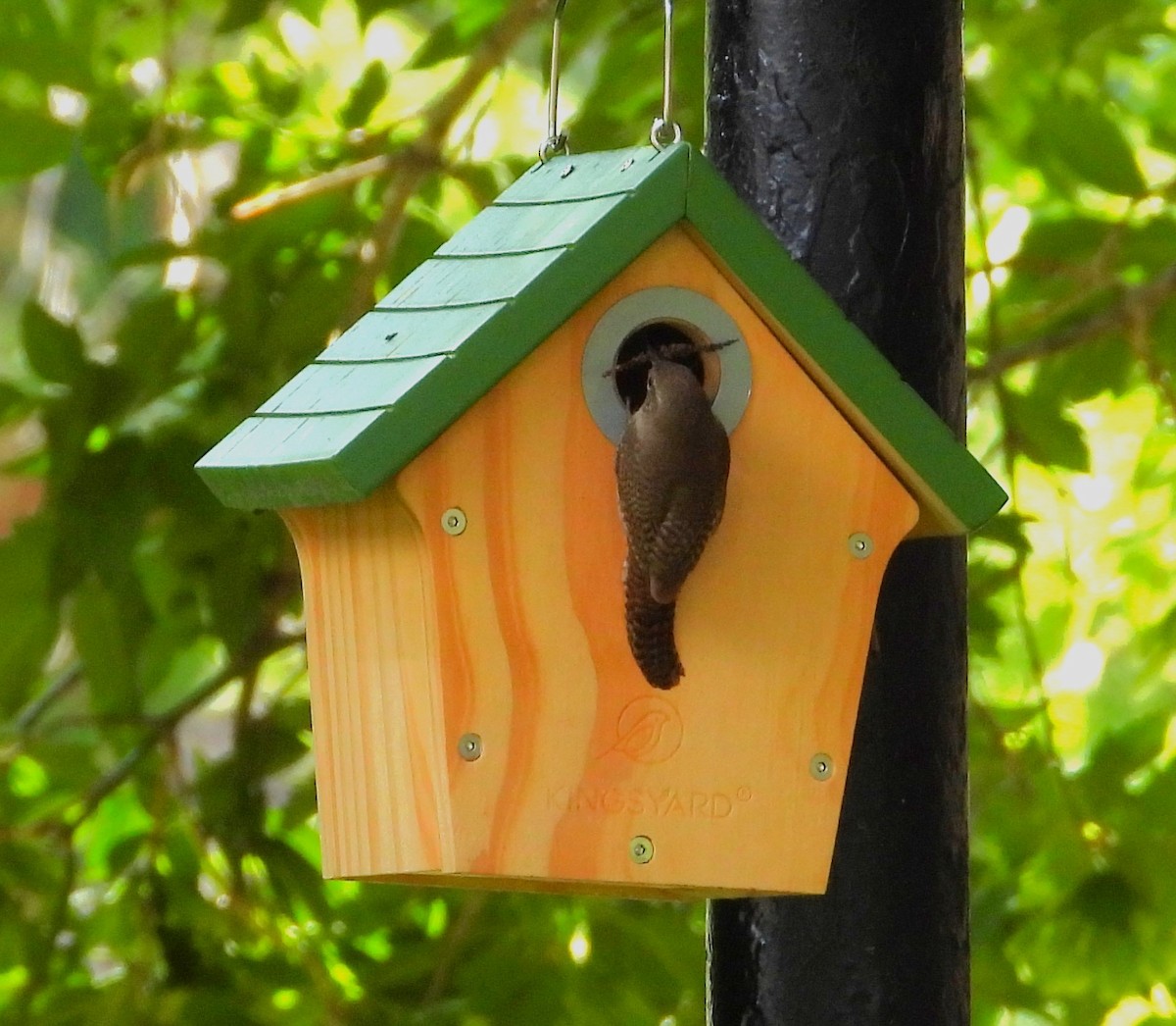 Northern House Wren - ML638655770