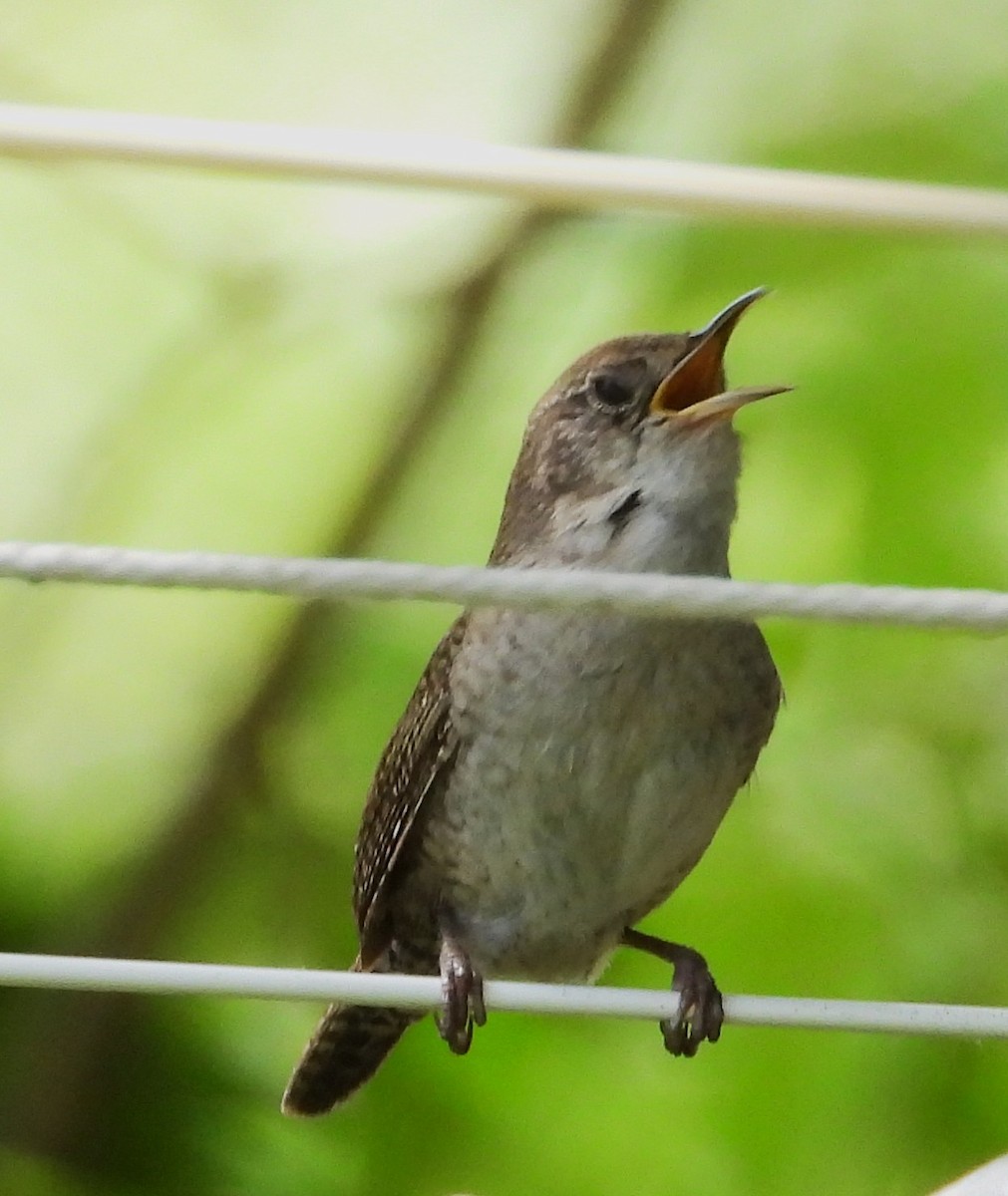 Northern House Wren - ML638655771
