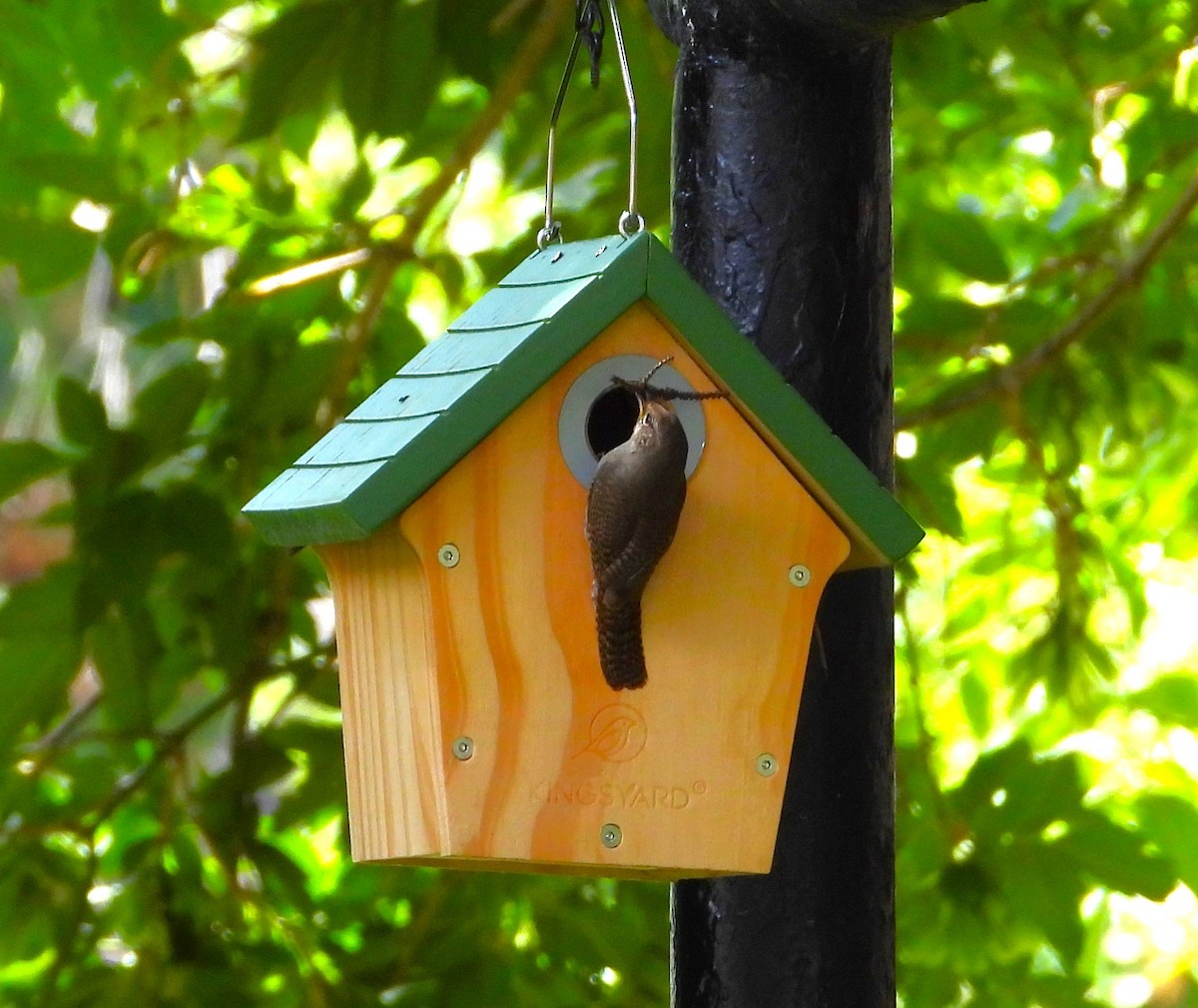 Northern House Wren - ML638655772