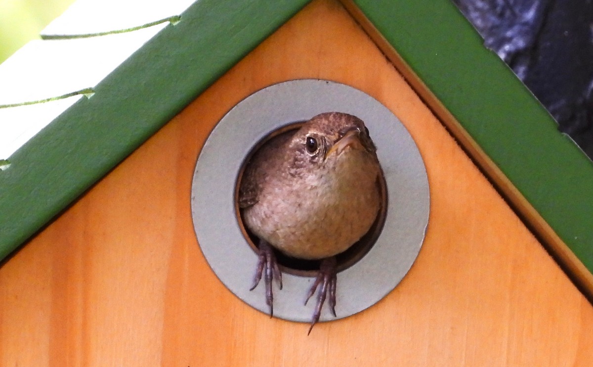 Northern House Wren - ML638655773
