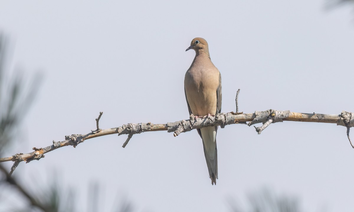 Mourning Dove - ML638655775