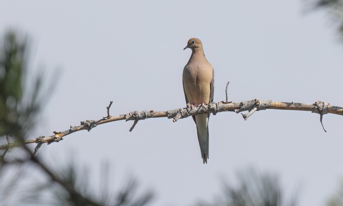Mourning Dove - ML638655776