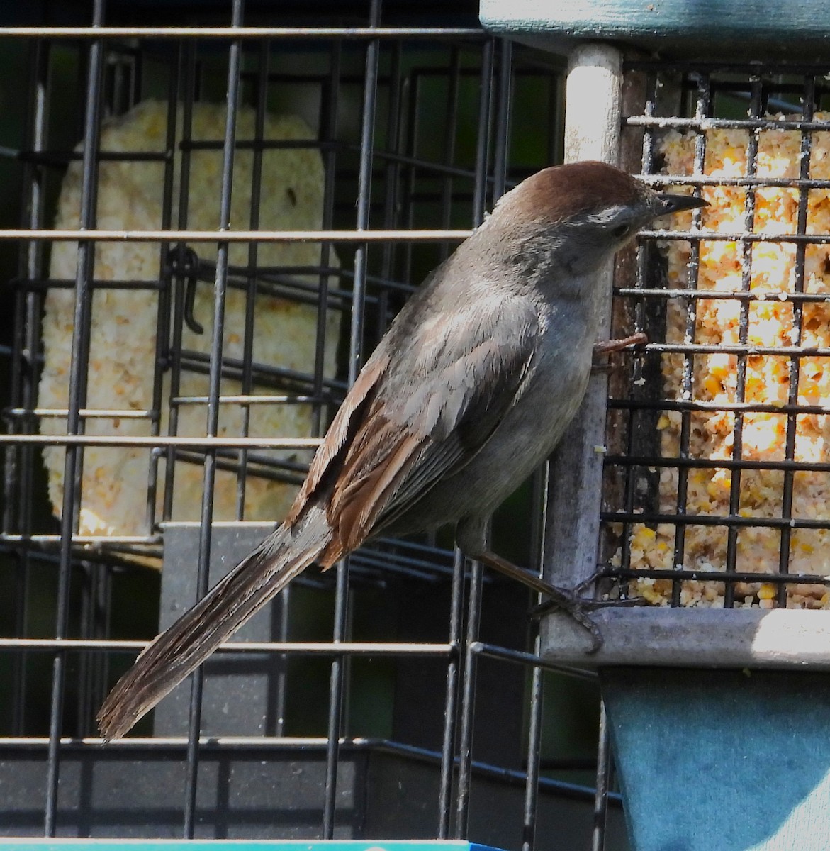 Gray Catbird - ML638655780