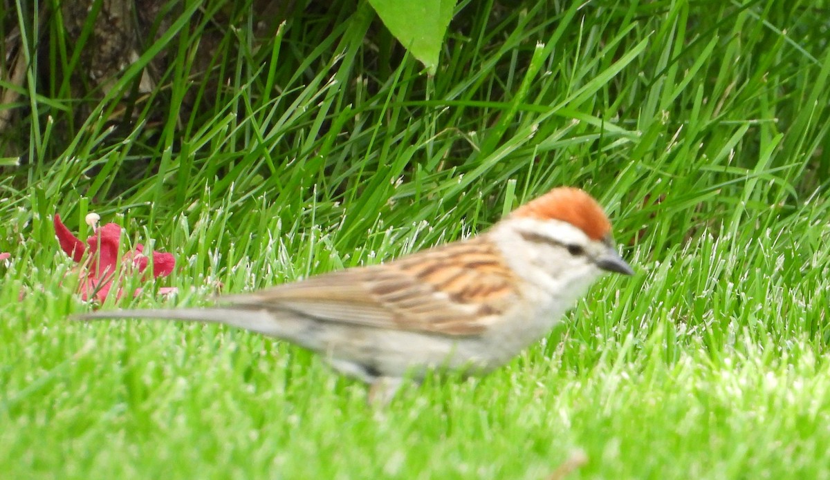 Chipping Sparrow - ML638655784