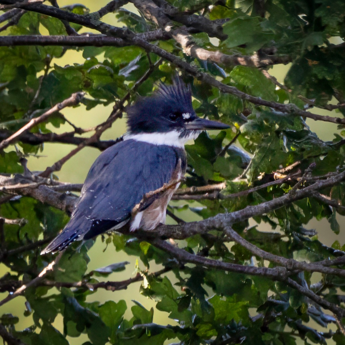 Belted Kingfisher - ML638655785