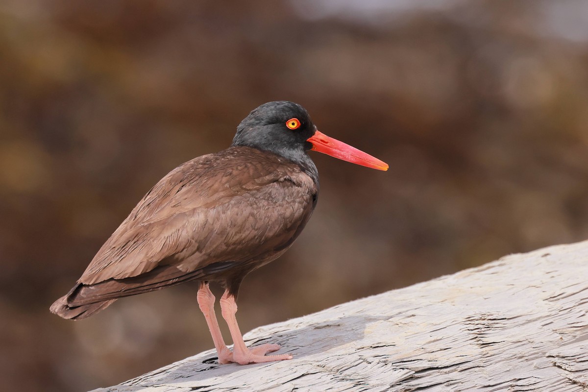 Black Oystercatcher - ML638655810