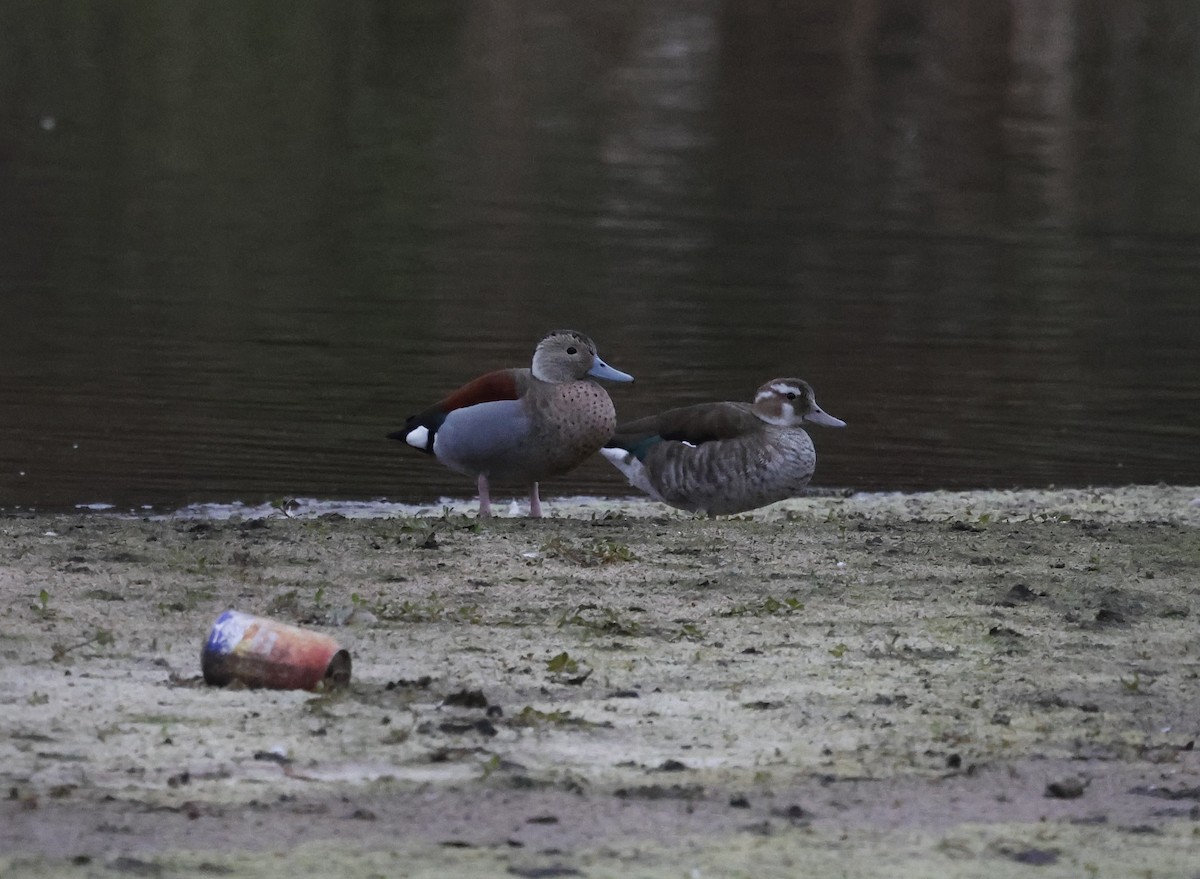 Ringed Teal - ML638655811